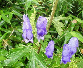 栂池自然園・花