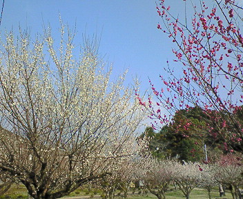 城山公園