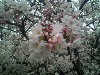 花は咲いたが