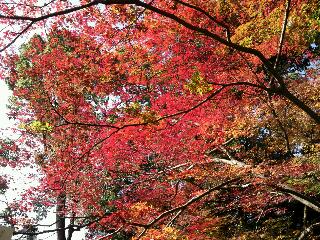 紅葉＠竈門神社