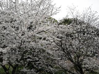 西公園のさくら