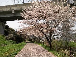 桜の道