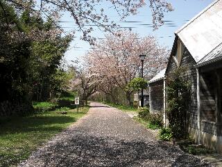 桜の道2