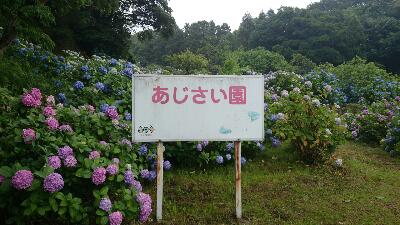 皿山公園の紫陽花